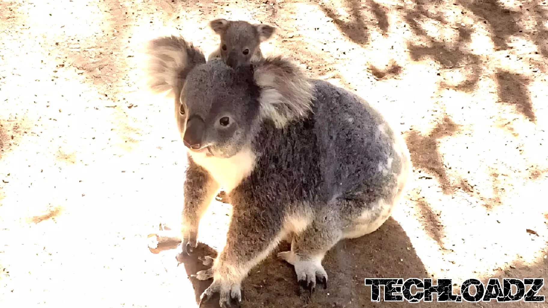 AI technology detects real-time koala crossing in first for field