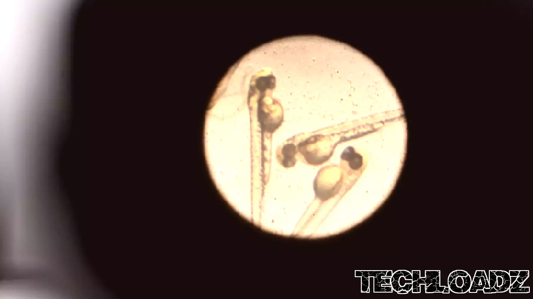 Chinese researchers design new technology for semi-cloning in zebrafish