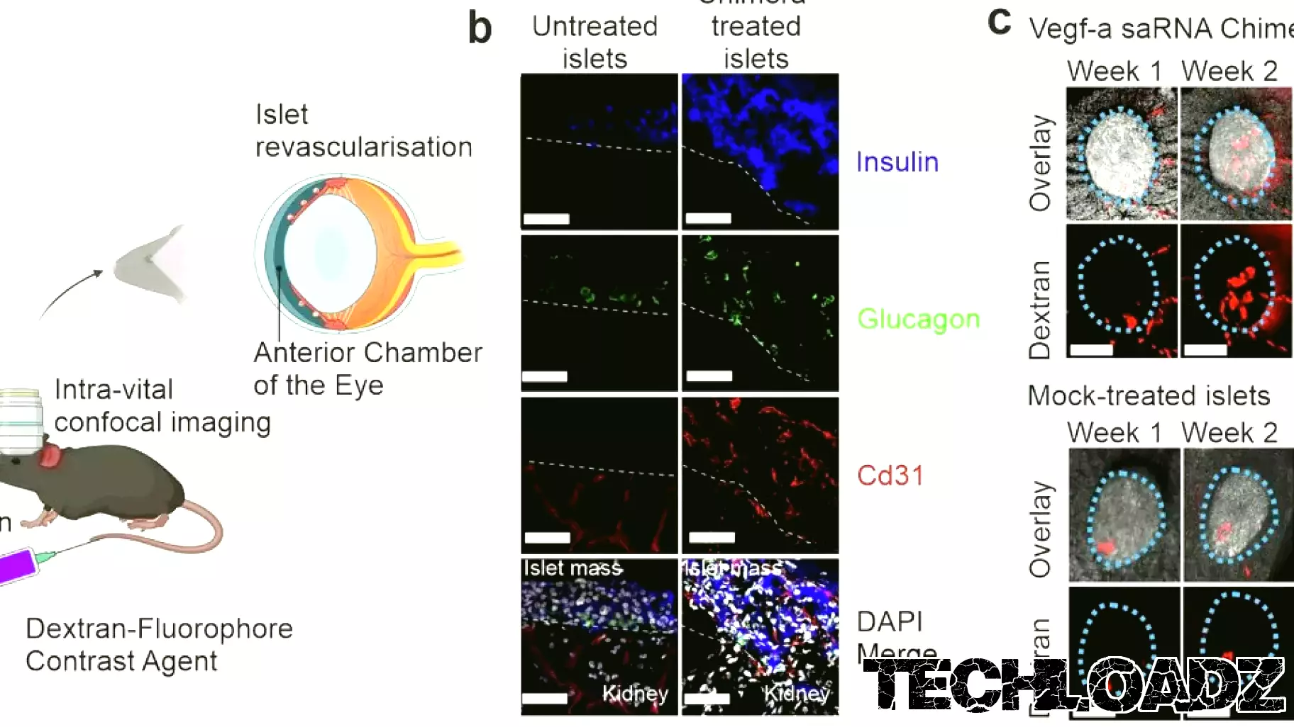 RNA technology improves insulin-producing cell transplantation outcomes