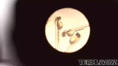 Chinese researchers design new technology for semi-cloning in zebrafish